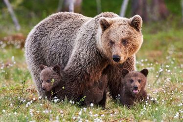 Animaux en tout genre