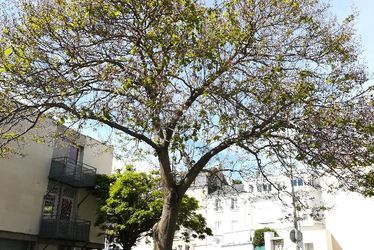 Arbre impérial, rue Gustave Flaubert