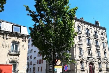 Chêne pédonculé fastigié du square Holker