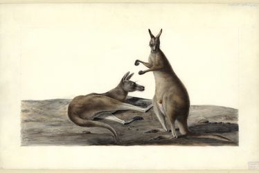 kangourous-charles-alexandre-lesueur.jpg
