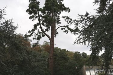 Séquoia géant du Parc Hauser