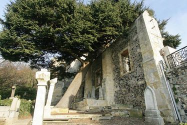 Cèdre du Liban - Abbaye de Graville