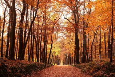 foret-montgeon-lehavre-automne.jpg