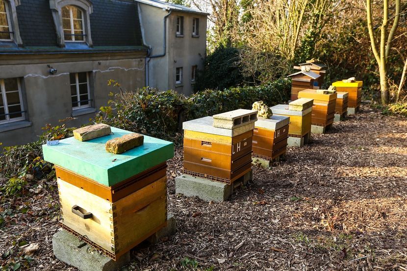 ruches-abeilles.jpg