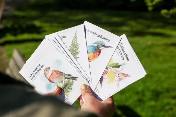 Cartes postales de la biodiversité havraise