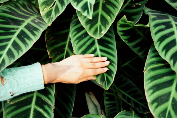 Cartographier une langue nouvelle