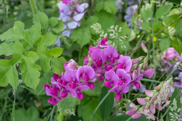 La biodiversité du parc des falaises du Havre