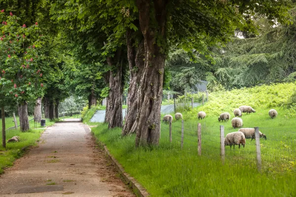 Éco-pâturage au parc Jules Verne