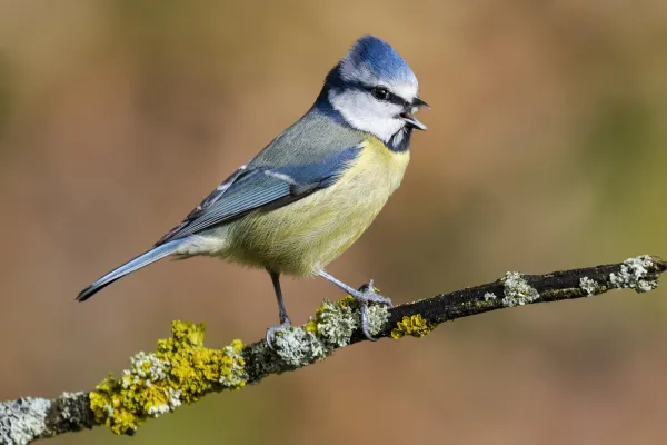 Mésange bleue sur une branche