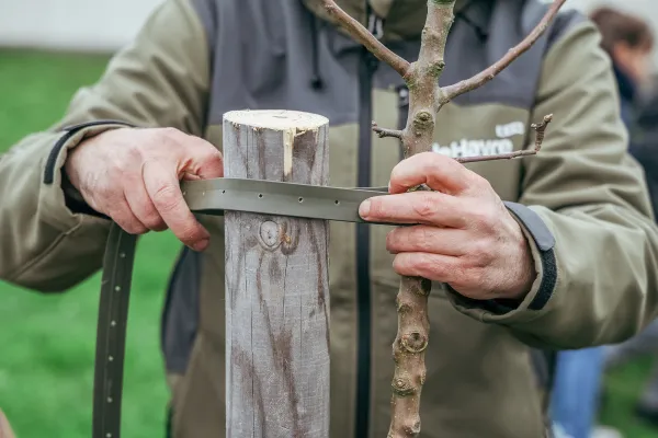 Plantation d'arbre