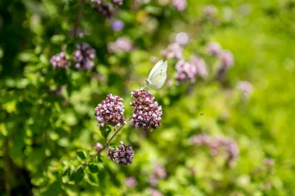 Un papillon butine l'origan dans le jardin potager de l'Hôtel de Ville