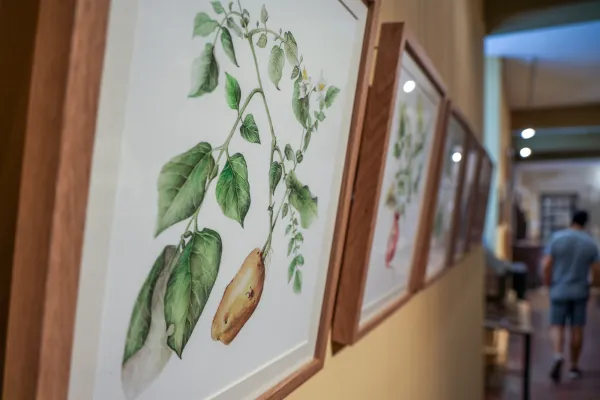 Exposition "Végétales, voyage dans l'illustration botanique" à l'Abbaye de Graville
